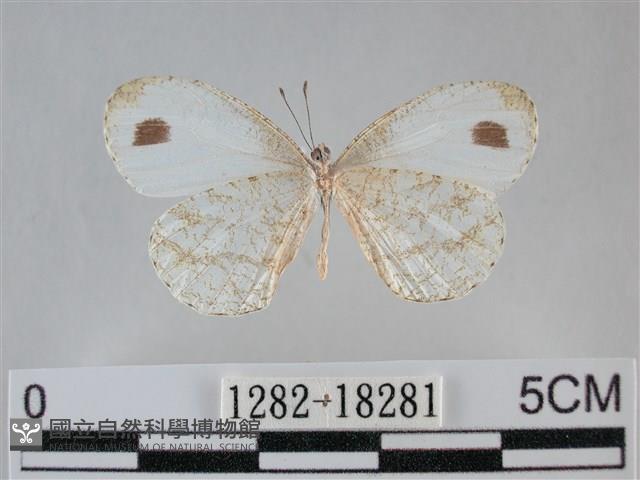 纖粉蝶、黑點粉蝶藏品圖，第2張