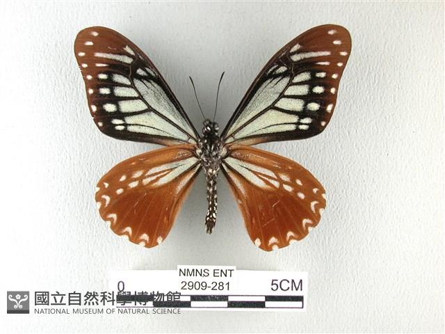 斑鳳蝶藏品圖，第2張