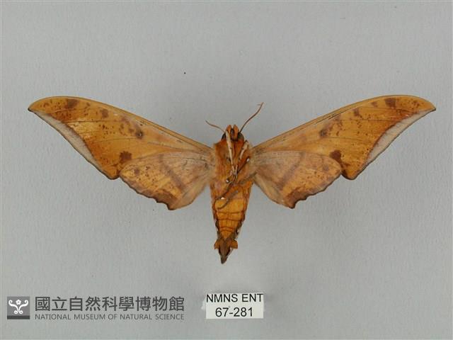 裂斑鷹翅天蛾藏品圖，第2張