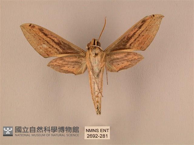 棕綠背線天蛾藏品圖，第2張