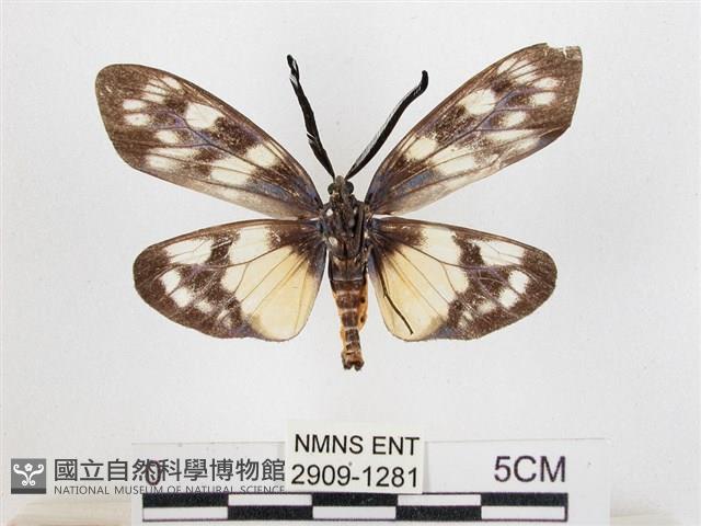 蓬萊茶斑蛾藏品圖，第2張