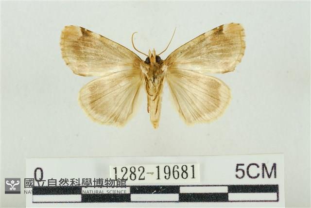 大斑波紋蛾藏品圖，第2張