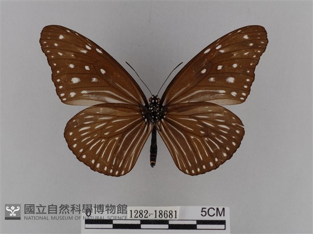異紋紫斑蝶藏品圖，第2張