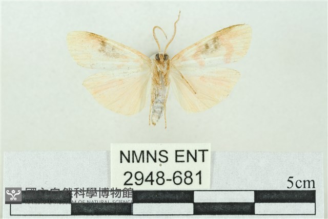臺雪苔蛾藏品圖，第2張