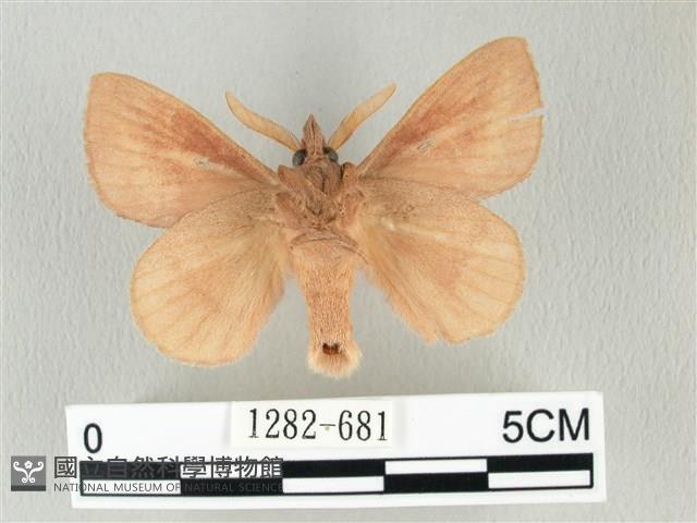 淡紋斜帶枯葉蛾藏品圖，第2張