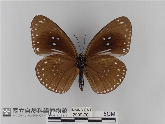 雙標紫斑蝶藏品圖，第2張