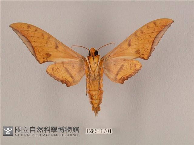 裂斑鷹翅天蛾藏品圖，第2張