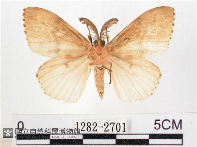 木毒蛾藏品圖，第2張