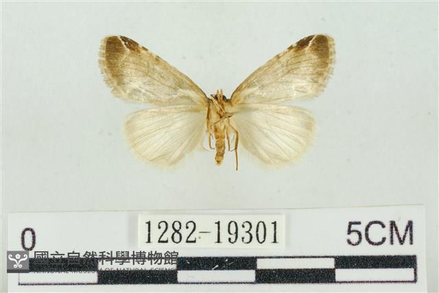 臺美波紋蛾藏品圖，第2張