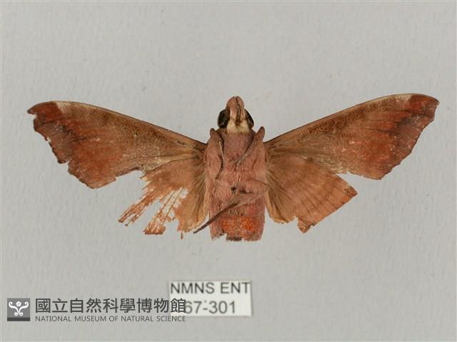 姬缺角天蛾藏品圖，第2張