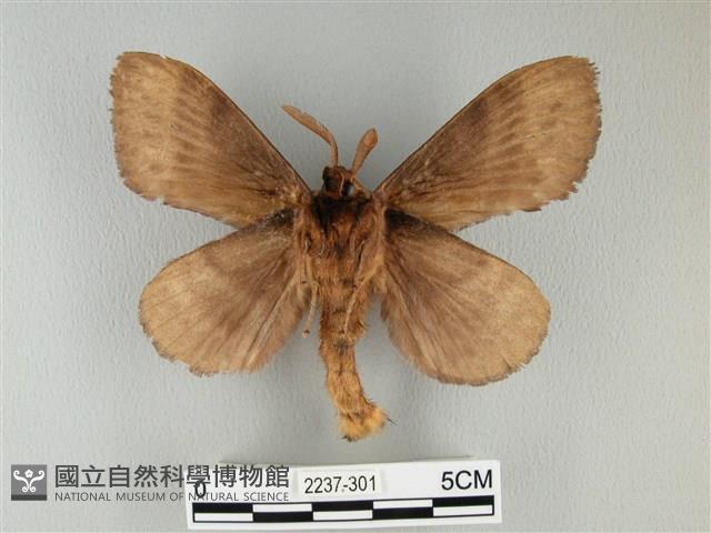 波紋枯葉蛾藏品圖，第2張