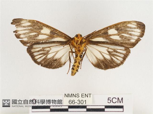 巨網燈蛾藏品圖，第2張