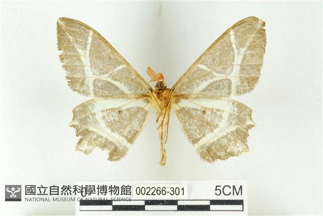 樹形尺蛾藏品圖，第2張