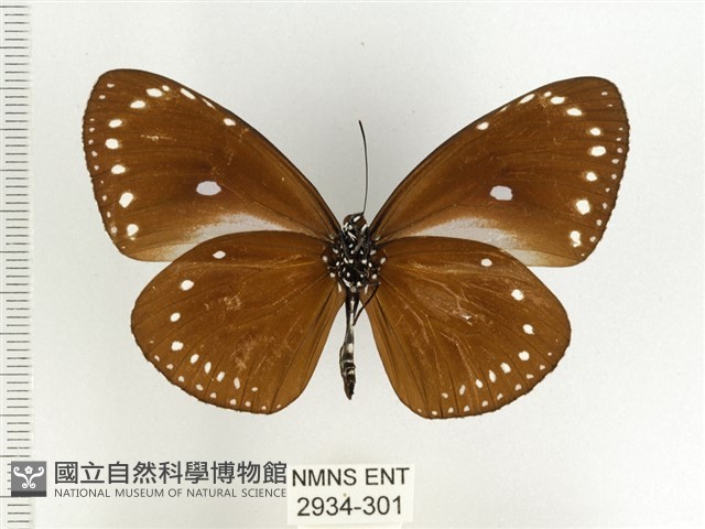 小紫斑蝶藏品圖，第2張