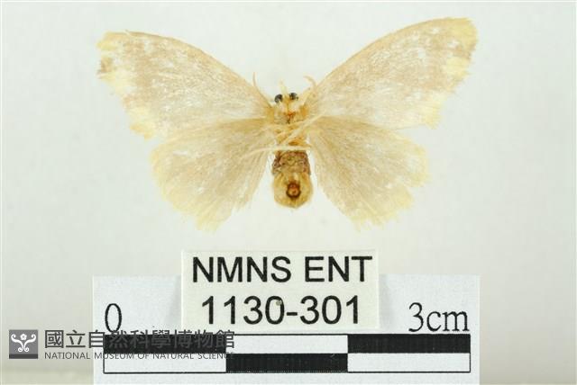 黑翅黃毒蛾藏品圖，第2張