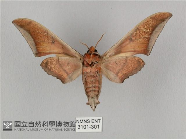 黑帶鷹翅天蛾藏品圖，第2張