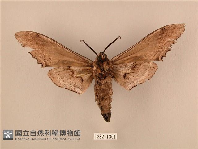 臺灣鋸翅天蛾藏品圖，第2張