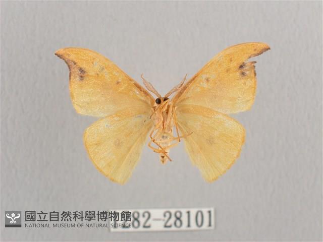 銀斑黃鉤蛾藏品圖，第2張