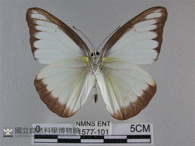 異色尖粉蝶藏品圖，第2張