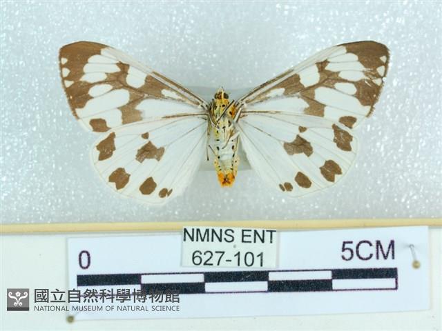 粉蝶燈蛾藏品圖，第2張