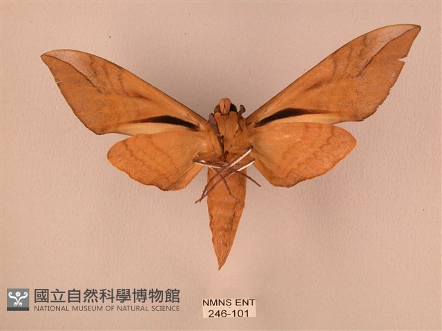 波紋豆天蛾藏品圖，第2張