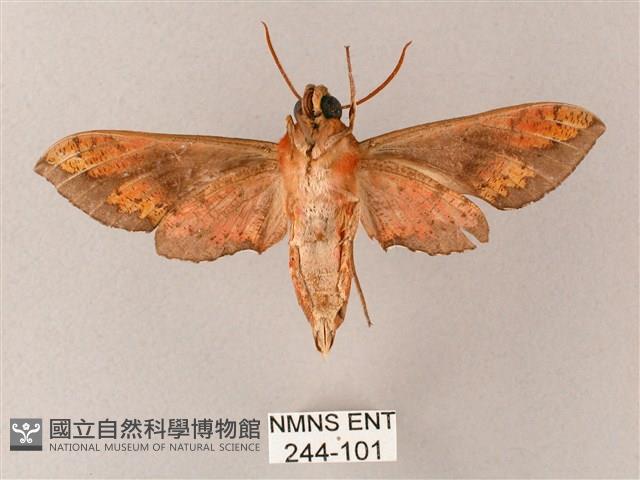 雙斑白肩天蛾藏品圖，第2張