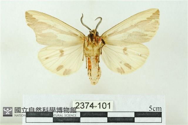 赭新污燈蛾藏品圖，第2張