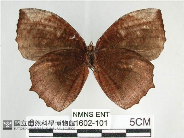 藍紋鋸眼蝶藏品圖，第2張