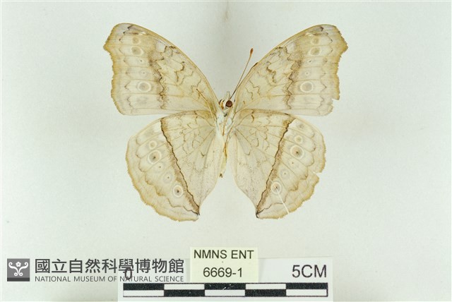 波紋眼蛺蝶藏品圖，第2張