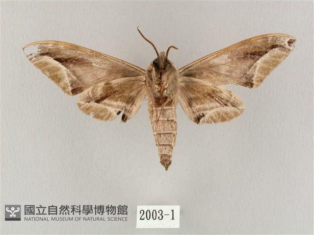 白點天蛾 藏品圖，第2張
