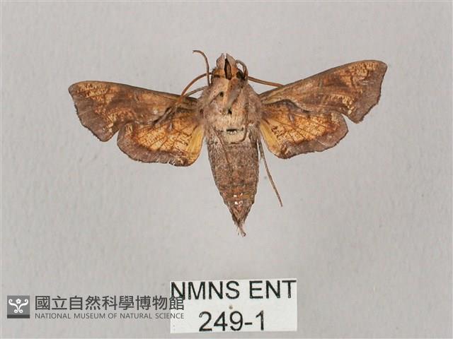 凹緣天蛾藏品圖，第2張