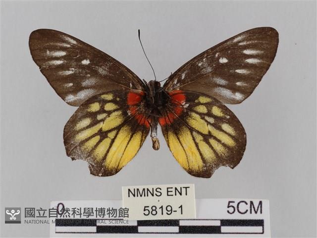 豔粉蝶藏品圖，第2張