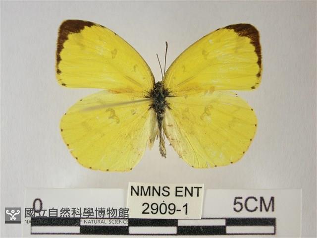 荷氏黃蝶藏品圖，第2張