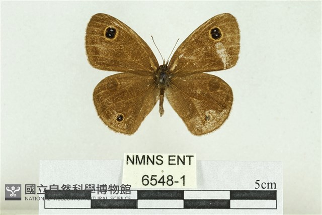 文龍波眼蝶藏品圖，第2張