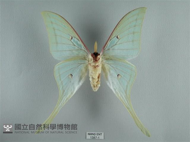 長尾水青蛾藏品圖，第2張