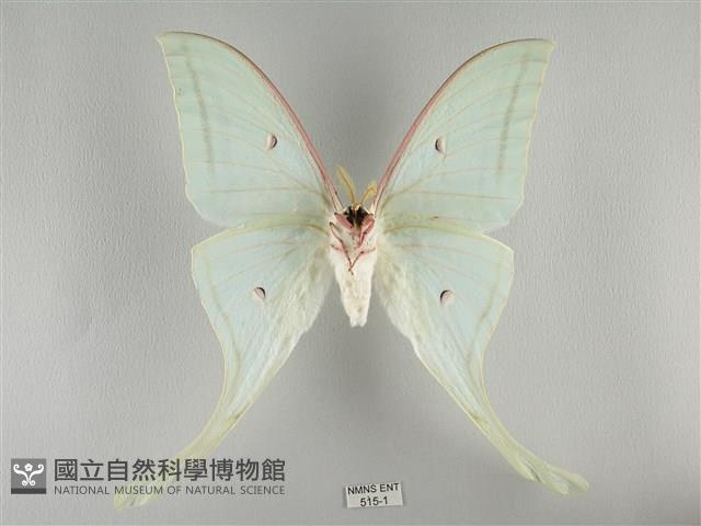 長尾水青蛾藏品圖，第2張