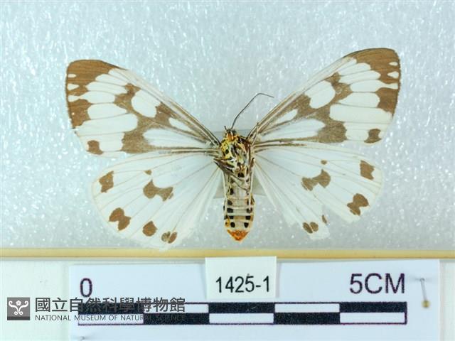 粉蝶燈蛾藏品圖，第2張