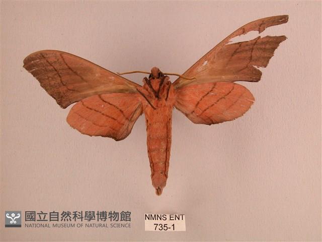 直翅六點天蛾藏品圖，第2張