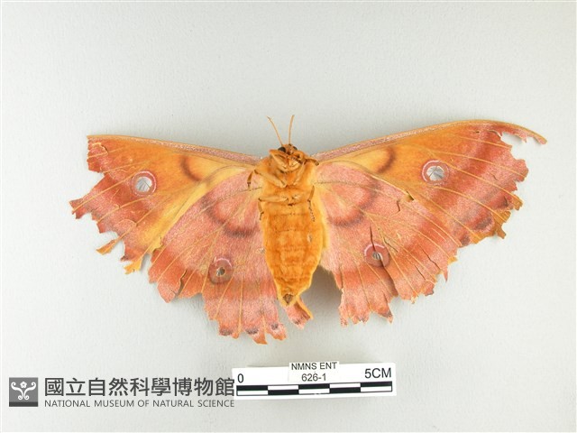 大透目天蠶蛾藏品圖，第2張