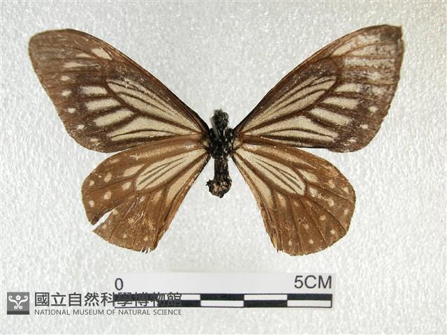 黃星斑鳳蝶藏品圖，第2張