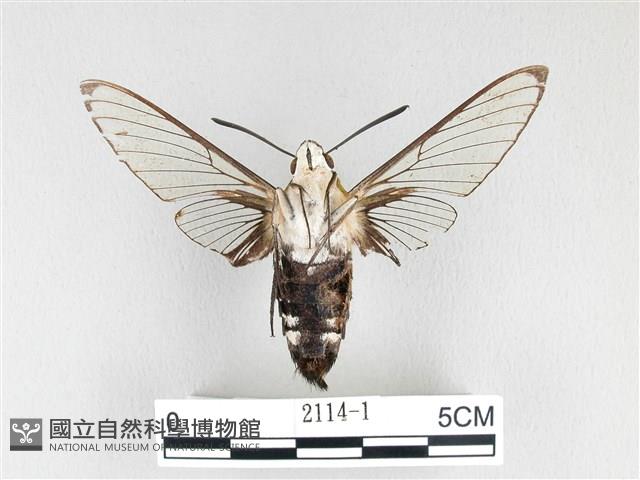 大透翅天蛾藏品圖，第2張