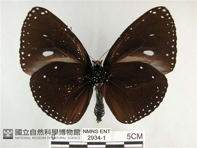 圓翅紫斑蝶藏品圖，第2張