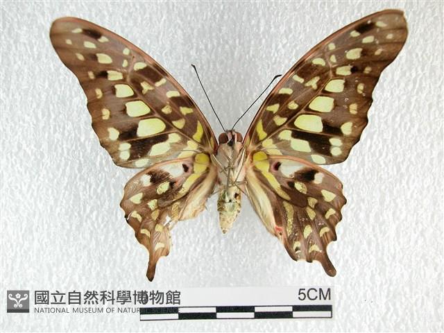 翠斑青鳳蝶藏品圖，第2張
