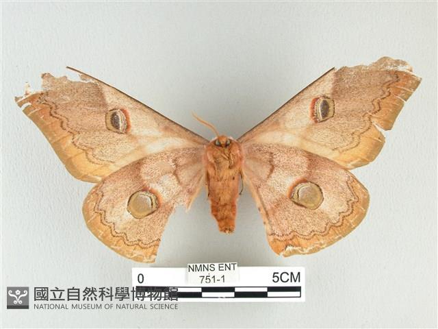 雙黑目天蠶蛾藏品圖，第2張