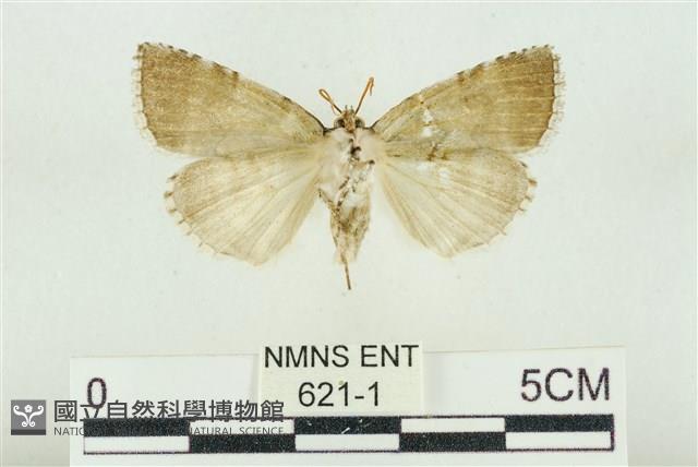 圍異波紋蛾藏品圖，第2張