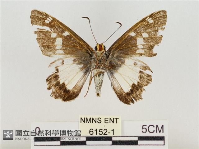 小紋颯弄蝶藏品圖，第2張