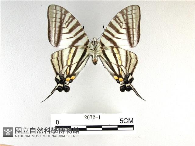 劍鳳蝶藏品圖，第2張
