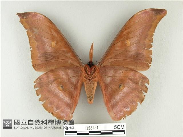 紅目天蠶蛾藏品圖，第2張