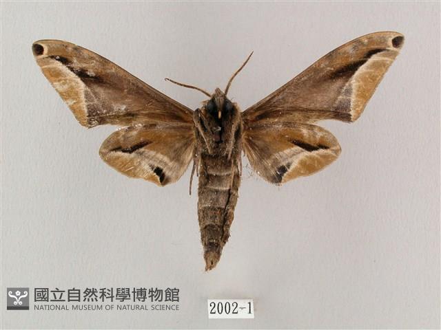 白點天蛾 藏品圖，第2張