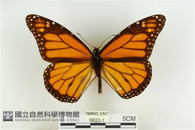 帝王斑蝶藏品圖，第2張